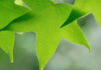 Vibrant Green Leaves: Nature's Intricate Macro Tapestry