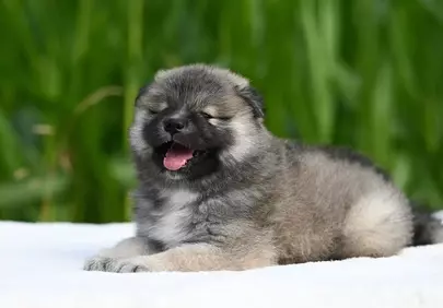 Adorable Eurasier Puppy: Fluffy Joy in Nature's Embrace