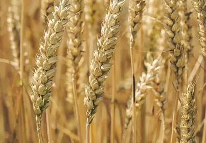Golden Harvest: Sun-Kissed Wheat Fields Await