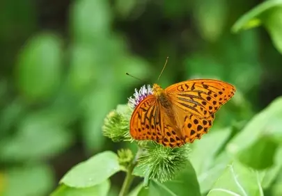 Vibrant Fritillary Butterfly on Purple Thistle