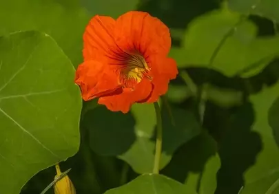 Vibrant Orange Nasturtium Blooms in Summer Sunlight