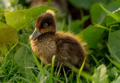 Adorable Fluffy Duckling in Lush Green Grass