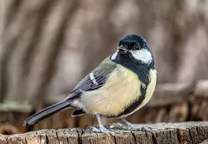 Vibrant Great Tit Perched on Old Wood
