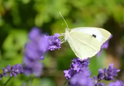 Delicate White Butterfly Sips Nectar from Vibrant Lavender