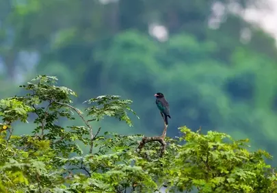 Vibrant Woodland Bird Perched on Branch in Lush Forest