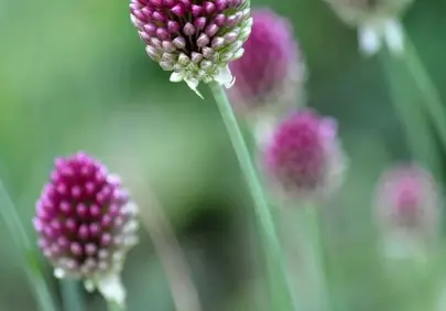 Vibrant Drumstick Allium: Captivating Purple Blooms in Summer Garden