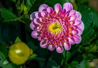 Vibrant Pink Dahlia Bloom: A Close-Up of Nature's Artistry
