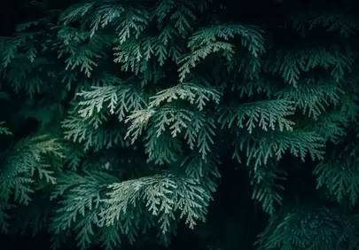 Enchanting Dark Green Conifer Forest Wallpaper