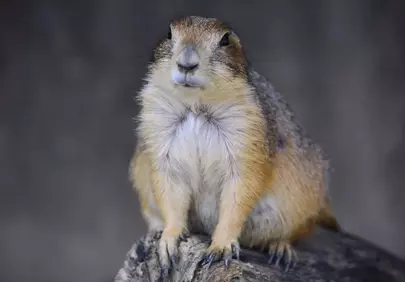 Charming Prairie Dog: Wild Mammal in Natural Habitat