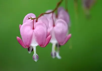 Stunning Bleeding Heart Macro: Nature's Pink Masterpiece