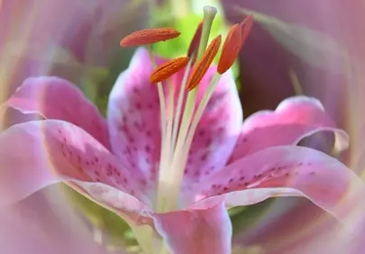 Vibrant Pink Lily: Nature's Delicate Spring Blossom