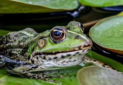 Vibrant Green Frog on Lily Pad: Macro Nature Beauty