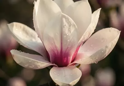 Stunning Pink Magnolia Bloom with Morning Dewdrops