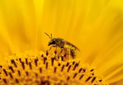Vibrant Macro: Honey Bee on Golden Sunflower