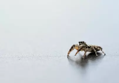 Intricate Macro: Hairy Jumping Spider on Reflective Surface