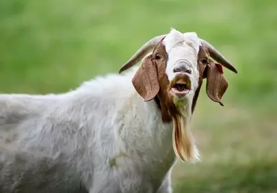Expressive Goat Bleats in Lush Green Field