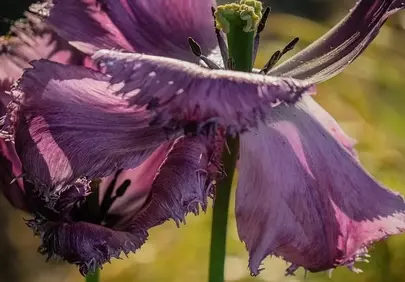 Fragile Beauty: A Wilted Purple Tulip in Golden Light