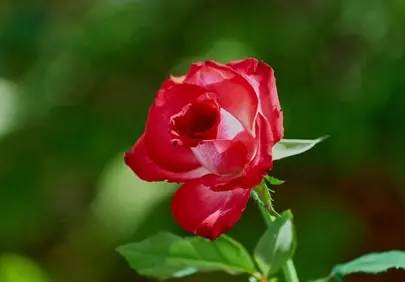 Vibrant Bicolor Rose: A Captivating Blossom in Nature
