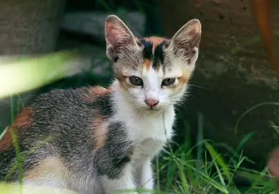 Enchanting Calico Kitten: A Charming Outdoor Portrait