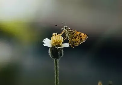 Vibrant Butterfly on Daisy: A Macro Summer Bloom