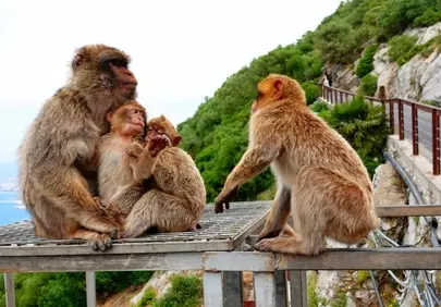 Charming Macaque Family Moment on a Mountain Cliff
