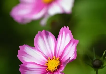 Vibrant Pink and White Cosmos Blooms in a Summer Garden