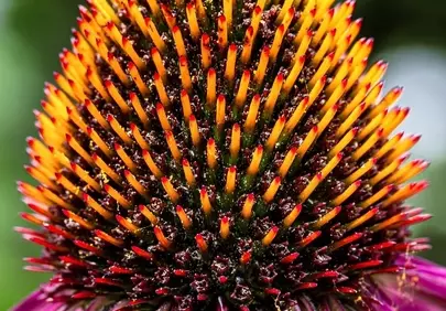 Vibrant Coneflower Blossom: A Symphony of Summer Hues