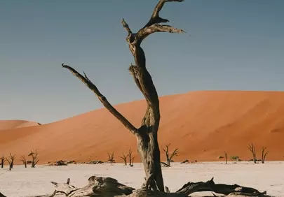 Dramatic Solitude: Dead Tree Against Desert Dunes