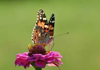 Vibrant Butterfly on Zinnia: A Summer Garden Delight