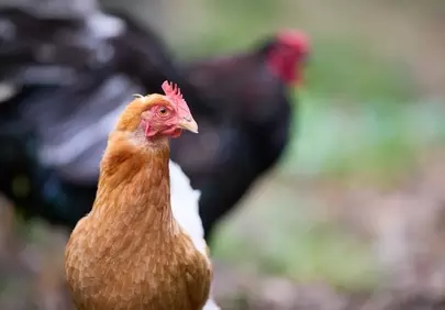 Charming Farm Life: Rustic Chicken Portrait in Nature's Embrace