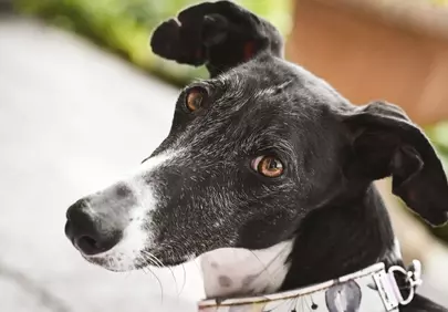 Captivating Greyhound Gaze: A Pet's Soulful Outdoor Portrait