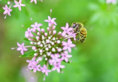 Vibrant Macro: Busy Bee Pollinating Pink Blooms