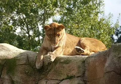 Majestic Lioness: Serene Rest in the African Sun