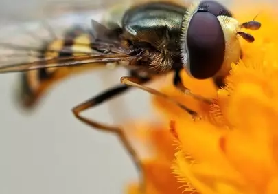 Stunning Hoverfly Close-up: Pollination's Tiny Hero