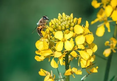 Vibrant Spring: Bee on Golden Rapeseed Flowers