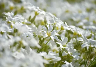 Stunning White Bellflowers: A Spring Field of Purity