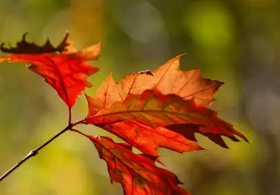 Vibrant Autumn Leaves: A Close-Up of Nature's Fiery Hues