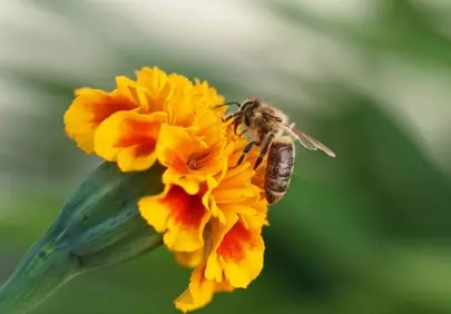 Vibrant Marigold: Honey Bee's Pollination Dance