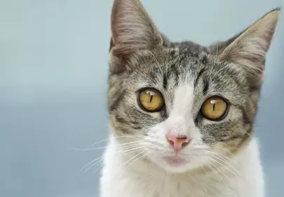 Captivating Feline Gaze: Adorable Kitten Portrait