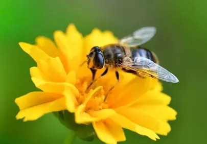 Vibrant Macro: Hoverfly on Golden Yellow Bloom