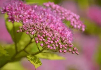 Vibrant Pink Spiraea Japonica Blooms in Garden Delight