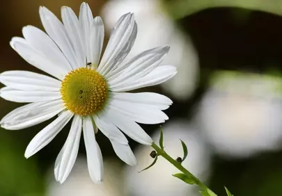 Vibrant Daisy Bloom: Nature's Delicate Springtime Charm