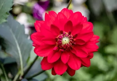 Vibrant Red Dahlia: A Close-Up Garden Bloom