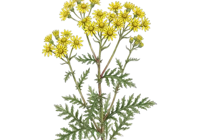 Vibrant Vintage Botanical: Dazzling Yellow Flowers & Ferns