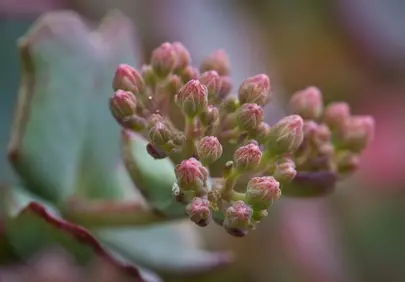 Delicate Sedum Buds: Pastel Hues in Macro Detail