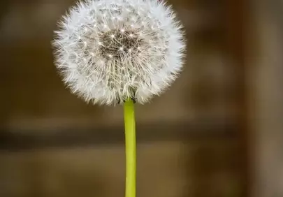 Delicate Dandelion: Nature's Fluffy Masterpiece in Macro