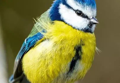 Vibrant Blue Tit: A Detailed Close-up of Nature's Jewel