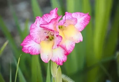 Vibrant Gladiolus Bloom: Pink and Yellow Floral Splendor