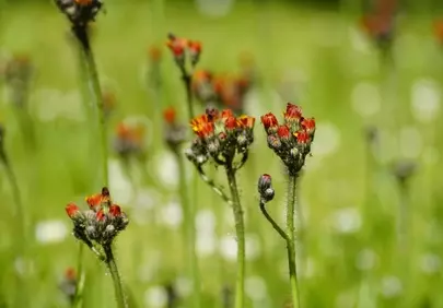 Vibrant Orange Hawkweed: Summer's Meadow Jewel