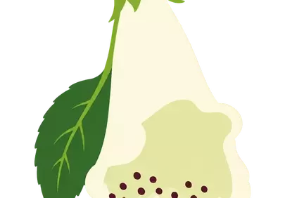 Vibrant Spring Bloom: White Bellflower Digital Art